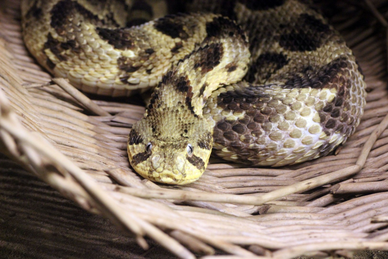 Puff Adder