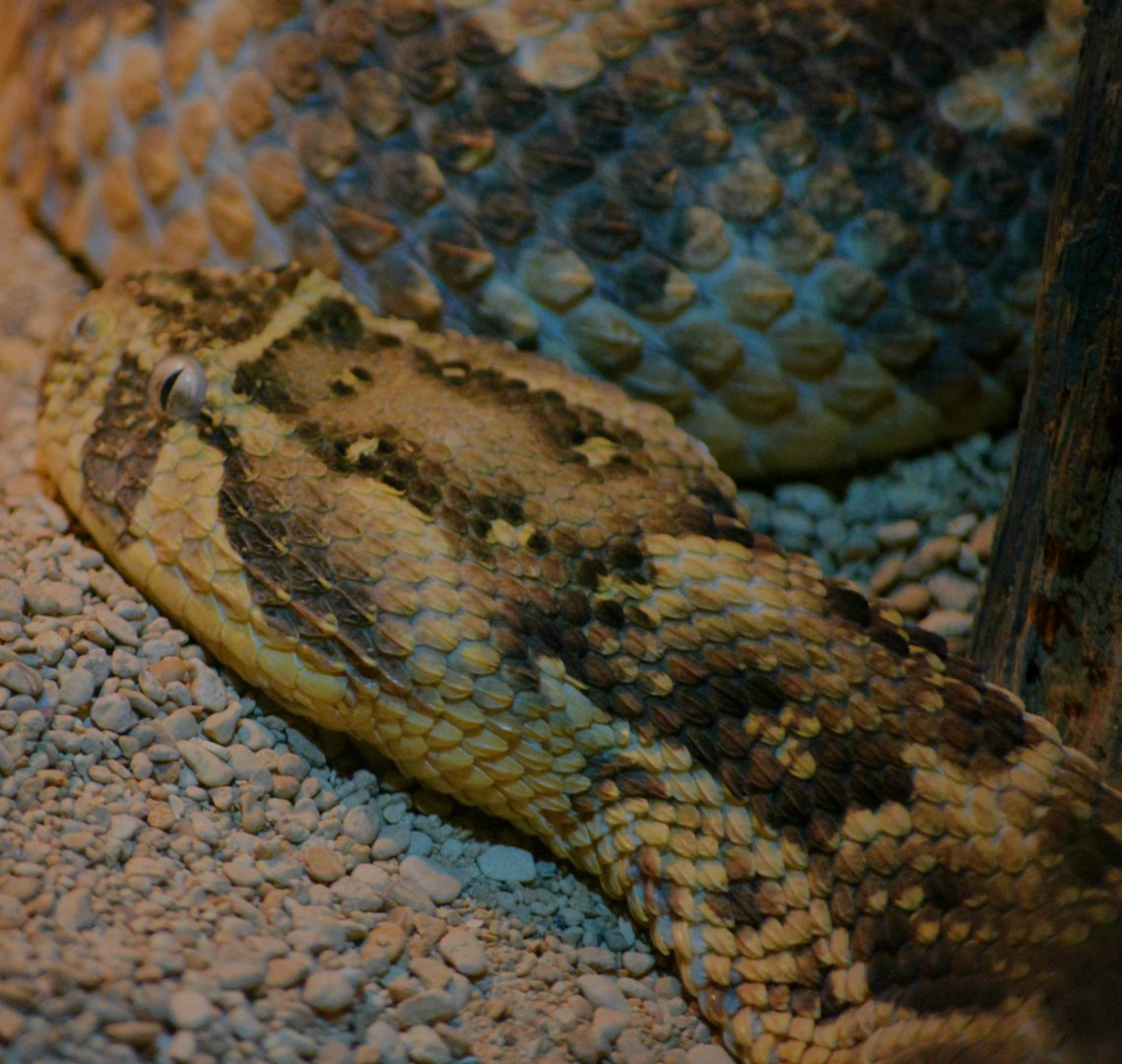 puff adder