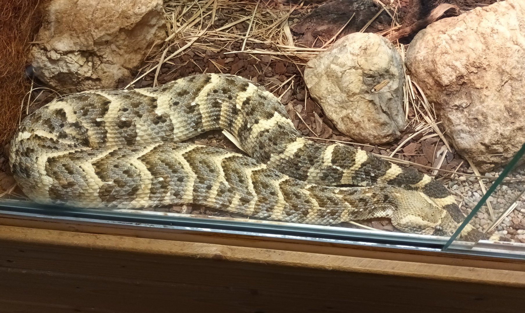 Puff Adder