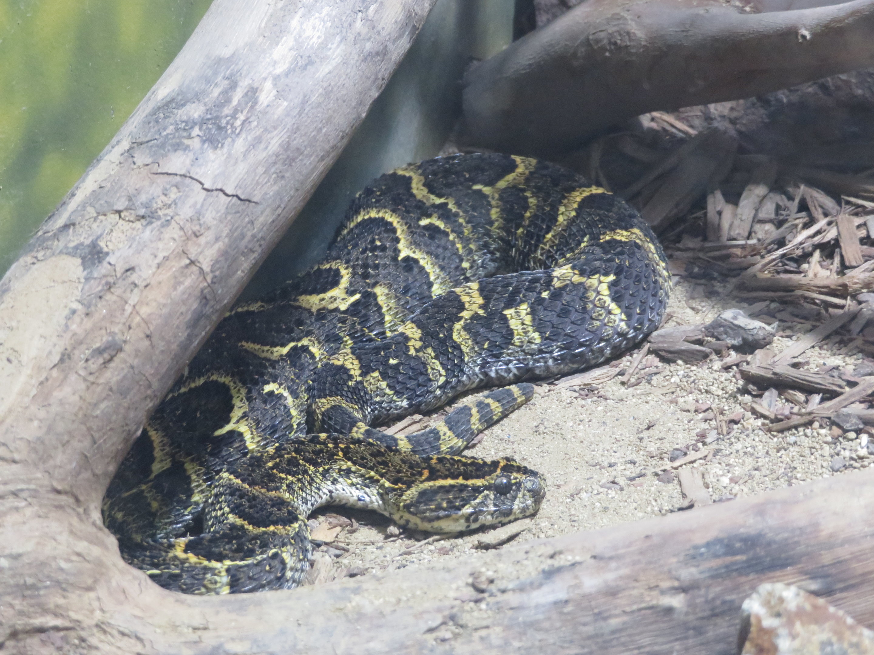 Puff Adder