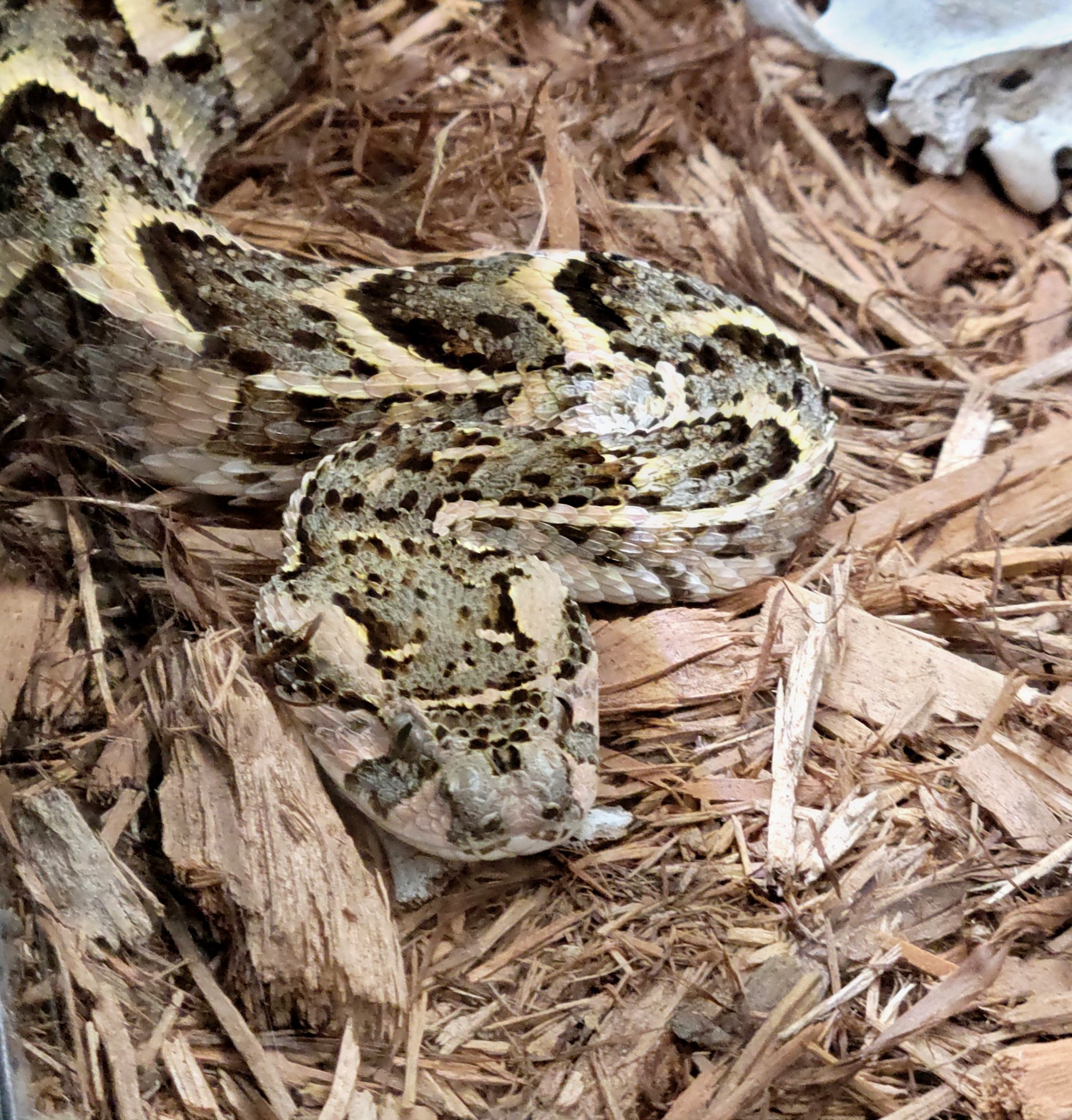 Puff Adder
