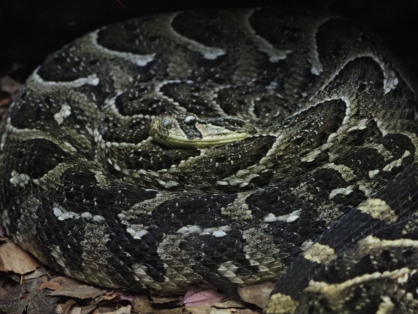 Puff Adder