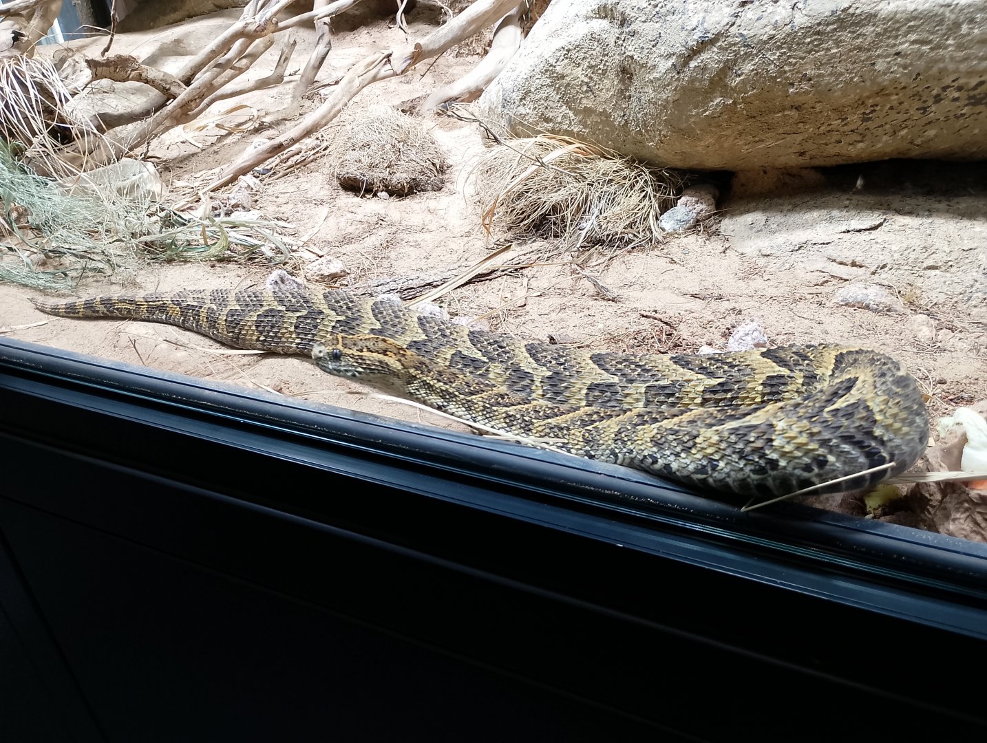 Puff adder