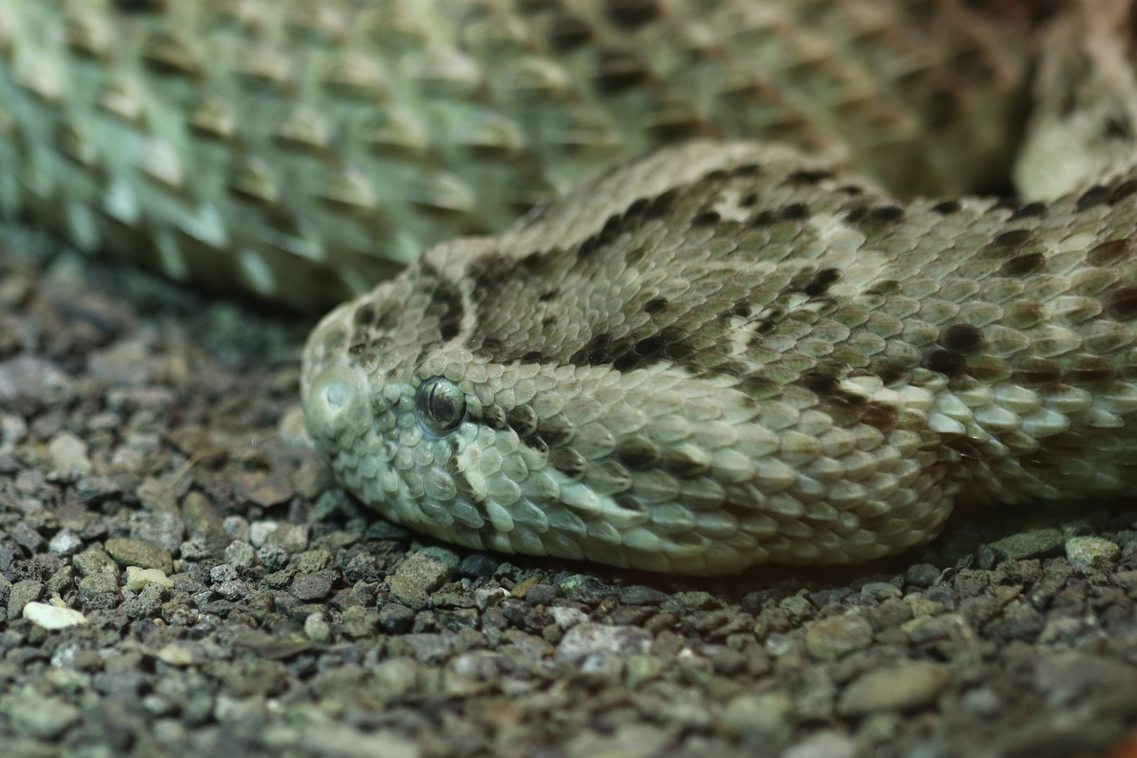Puff adder