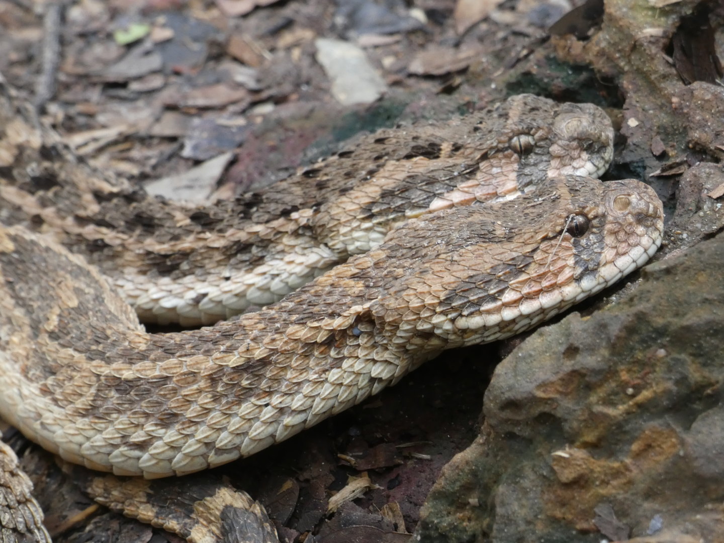 Puff adders