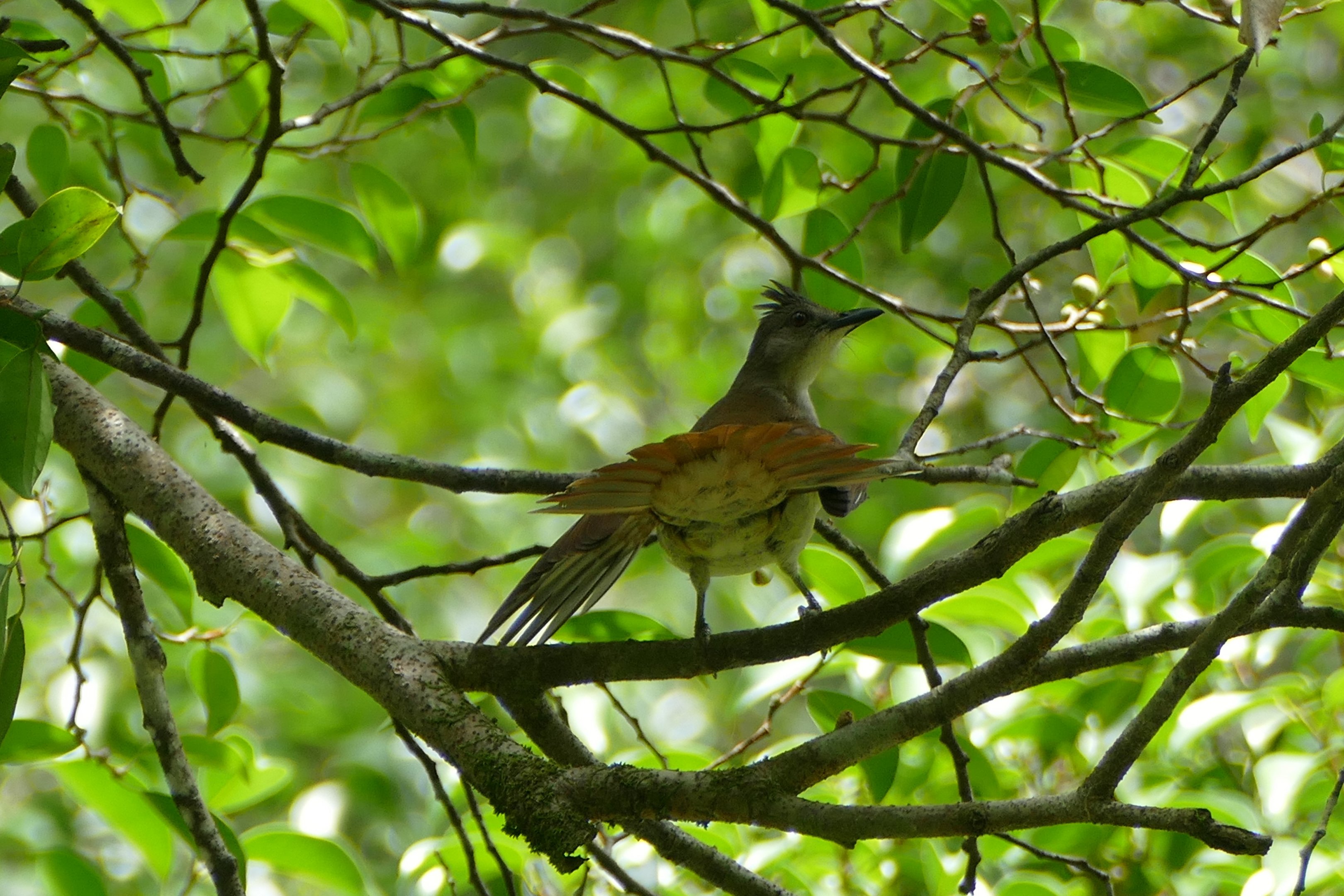 Puff-backed Bulbul - Taman Negara