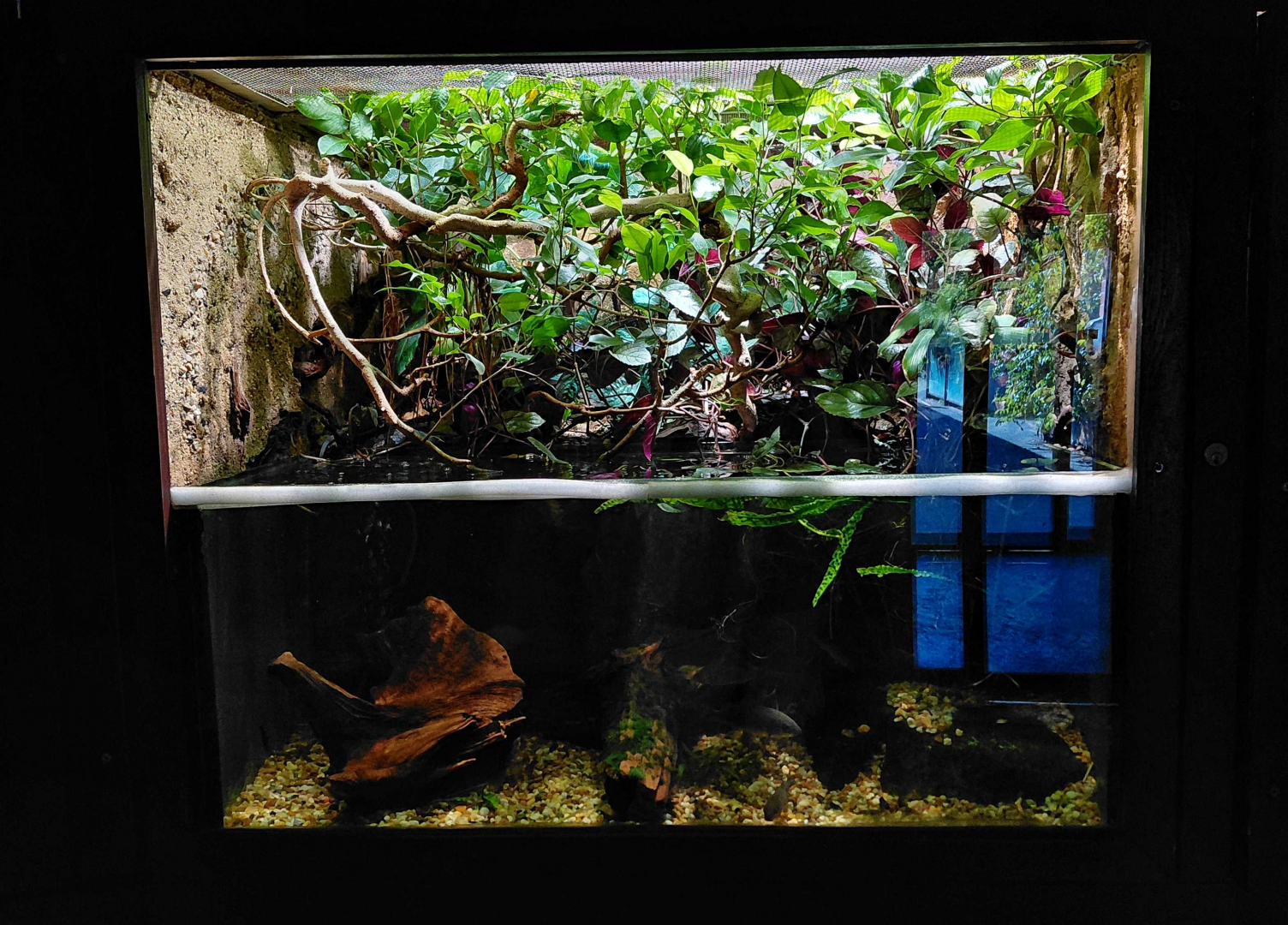 Puff-faced water snake exhibit