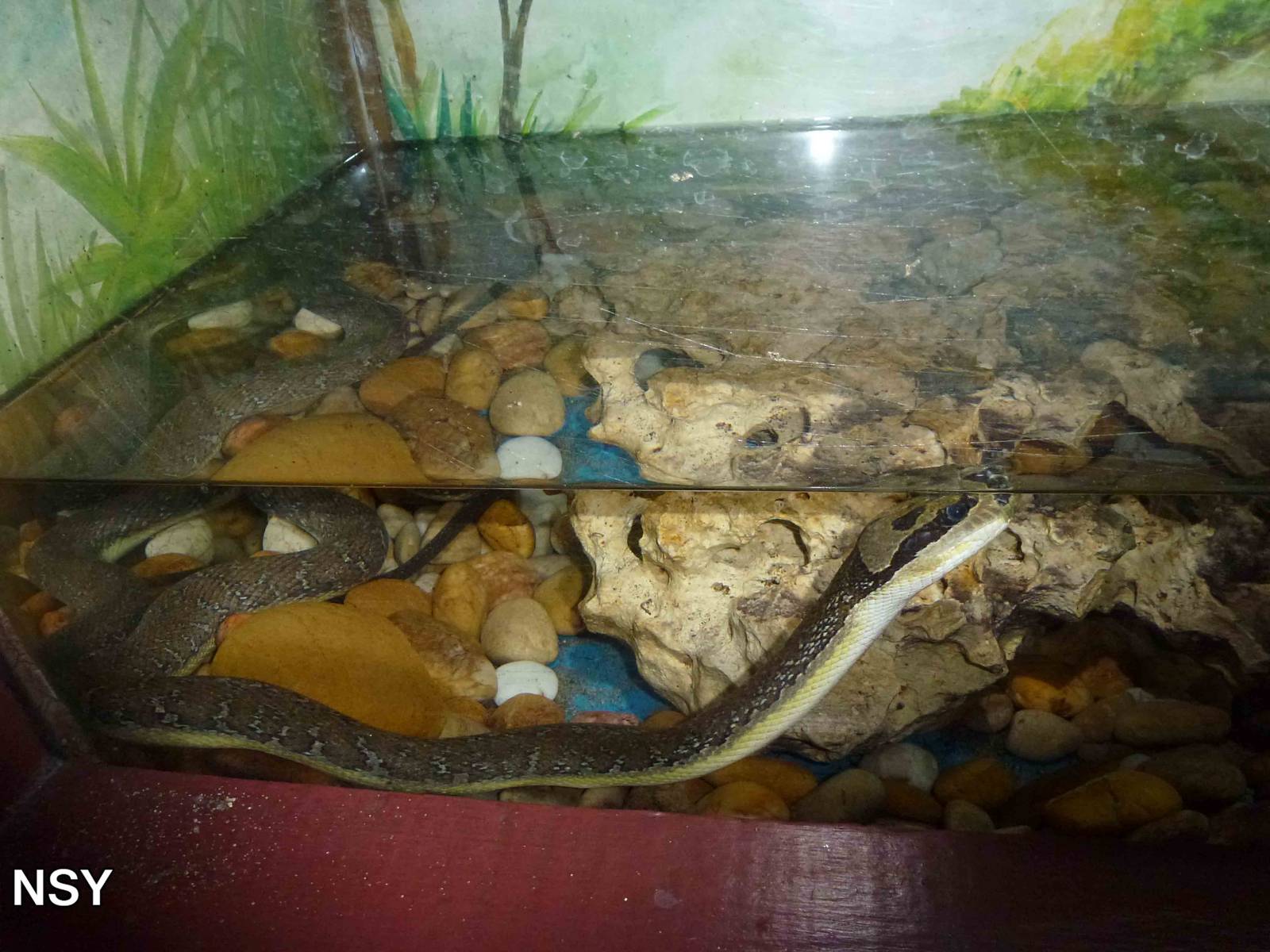 Puff-faced water snake, June 2013.