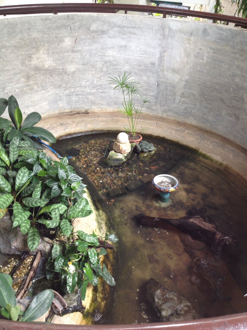Puff-faced Water Snake, Rainbow Water Snake and Elephant Trunk Snake enclosure