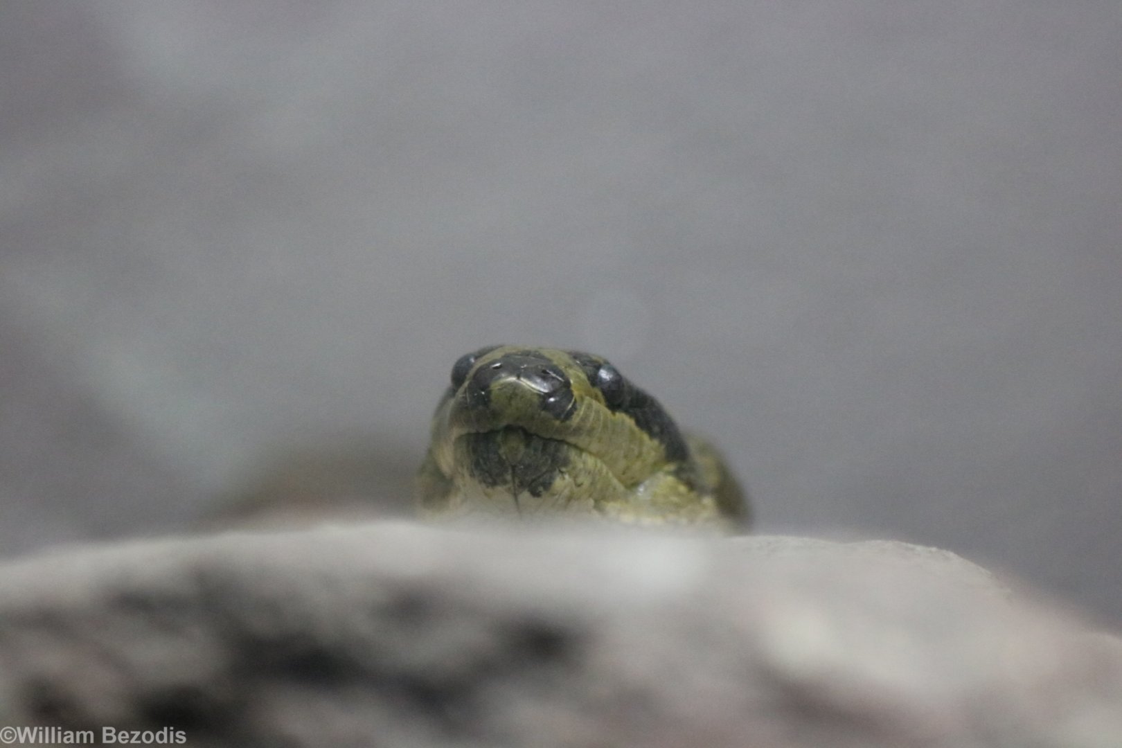 Puff-faced Water-snake