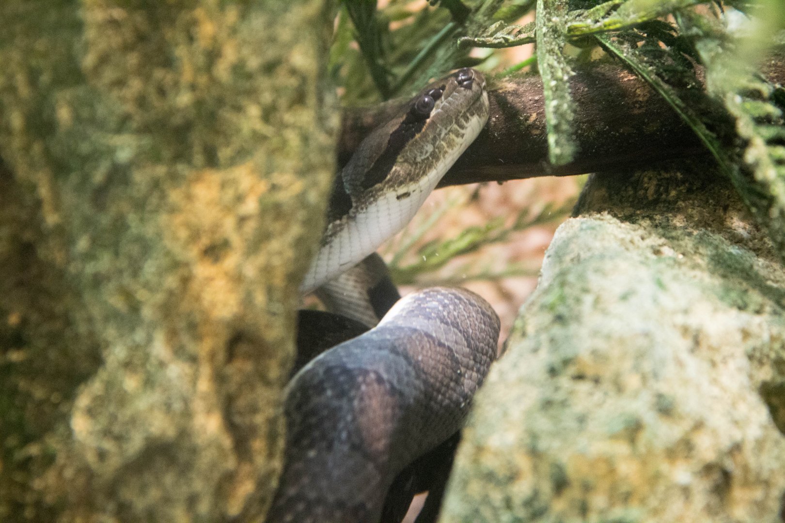 Puff-faced water snake