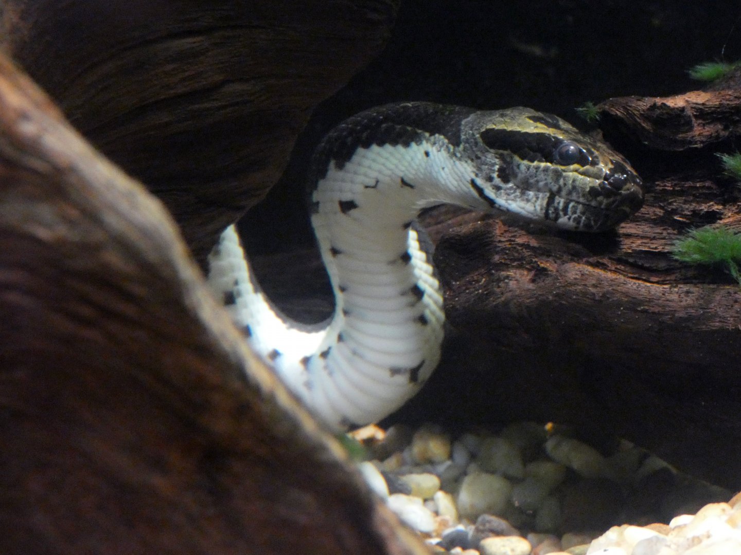 Puff-faced water snake