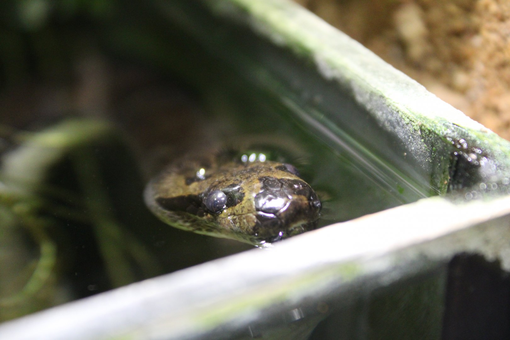 Puff-faced Water Snake