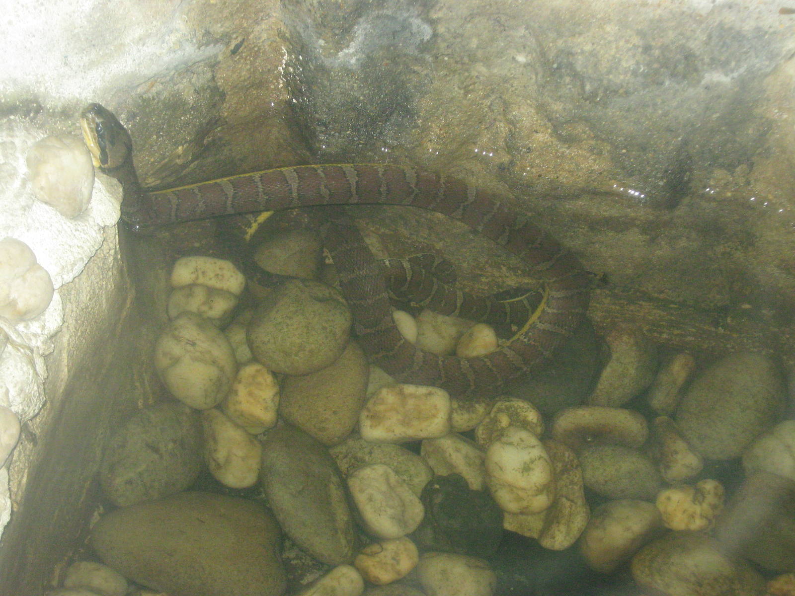 Puff-faced Water Snakes (Homalopsis buccata)