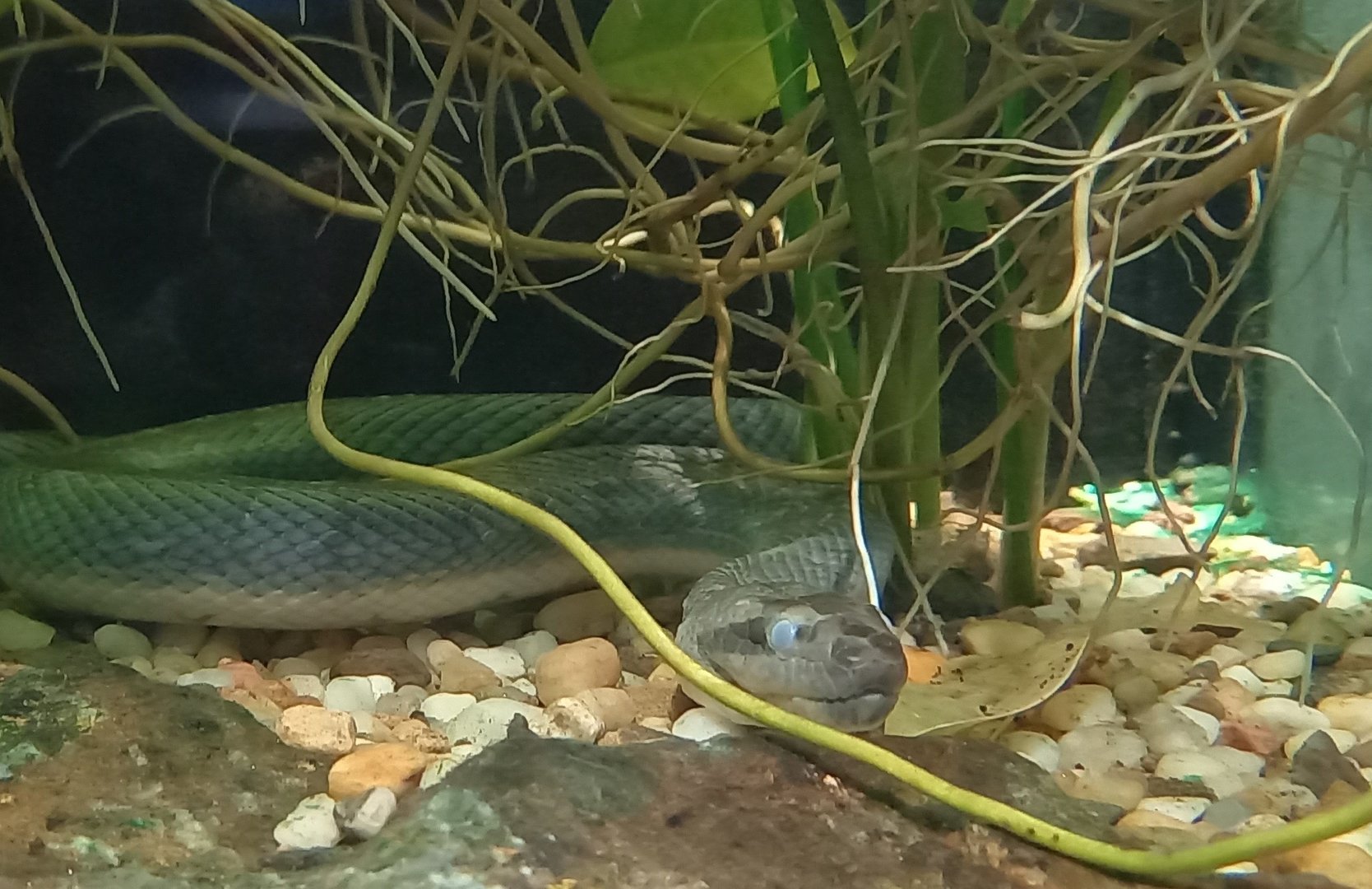 Puff-faced watersnake