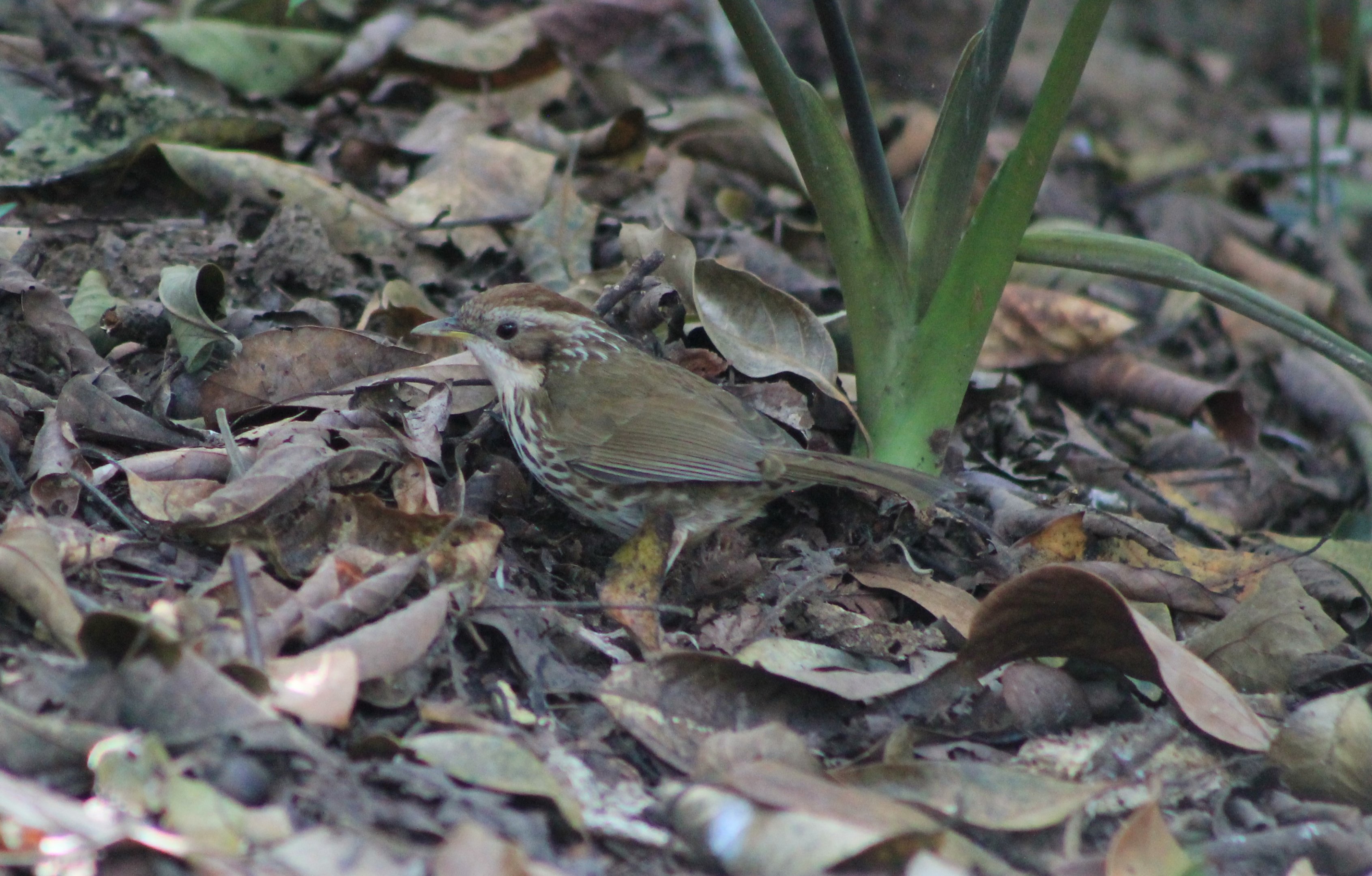 Puff-throated Babbler (Pellorneum ruficeps)