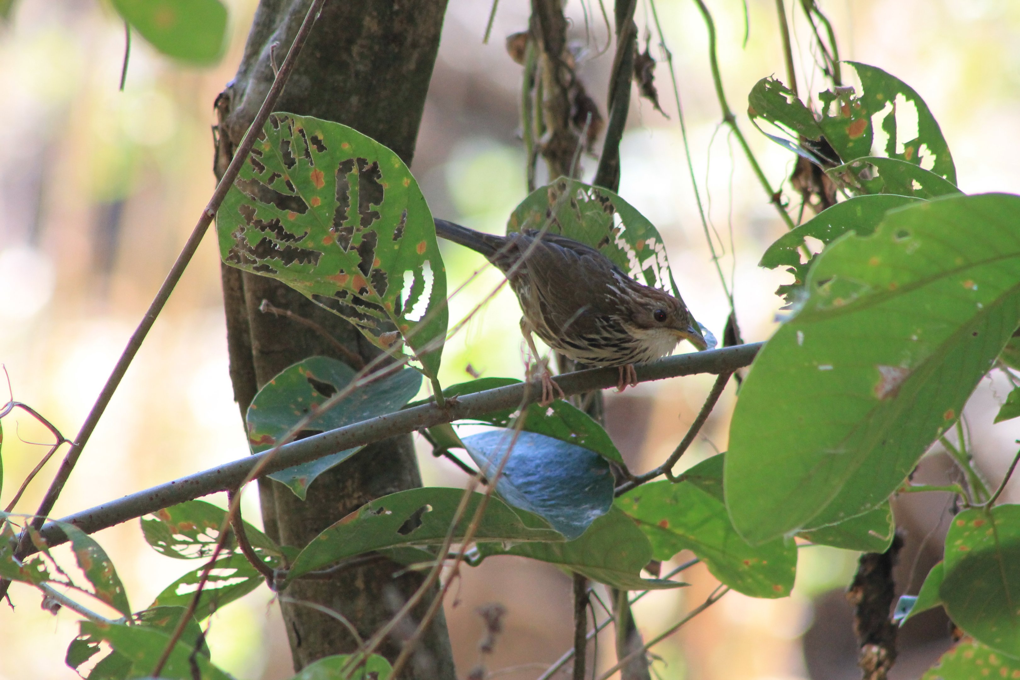 Puff-throated Babbler (Pellorneum ruficeps)