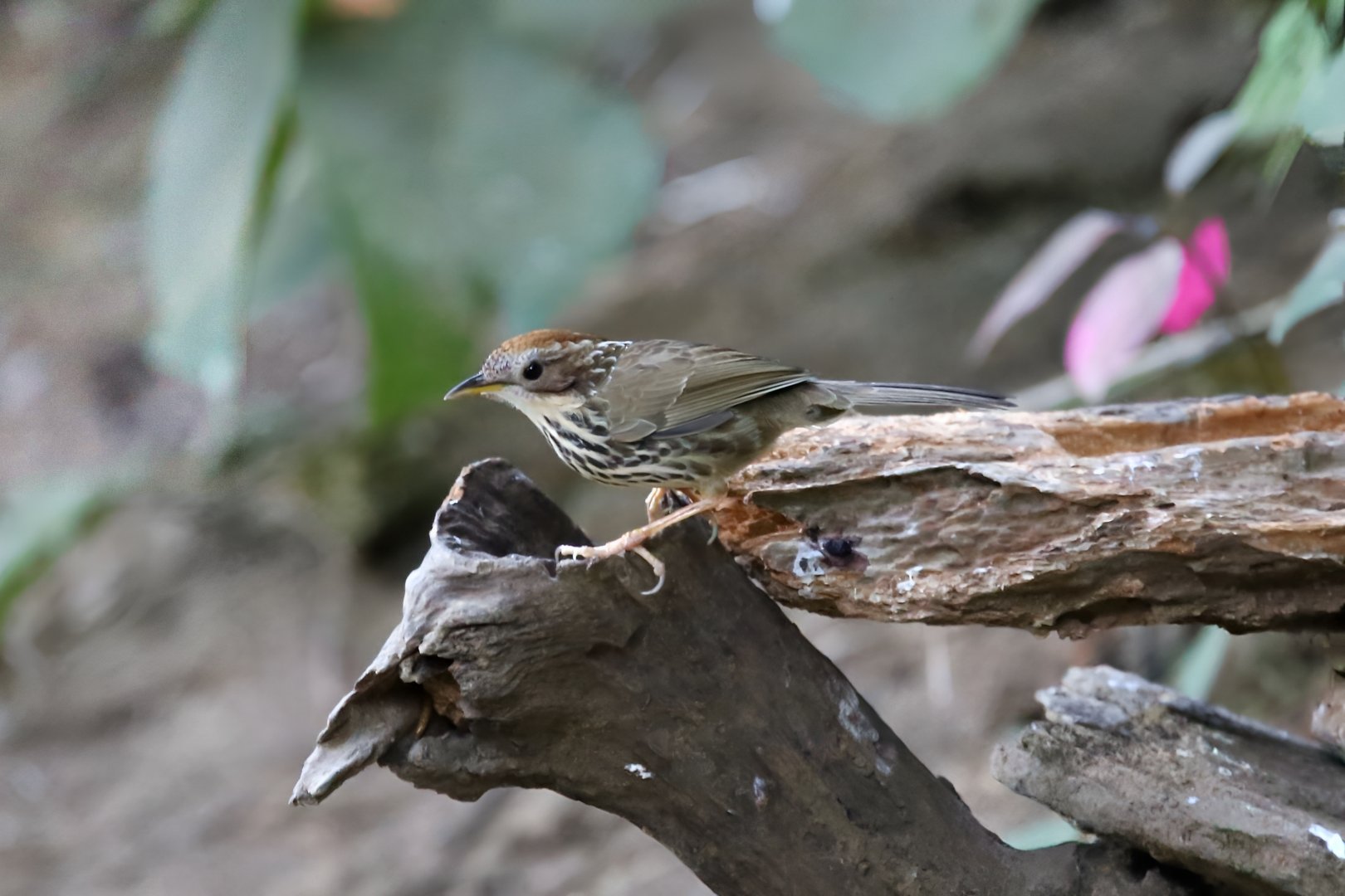 Puff-throated Babbler (Pellorneum ruficeps)