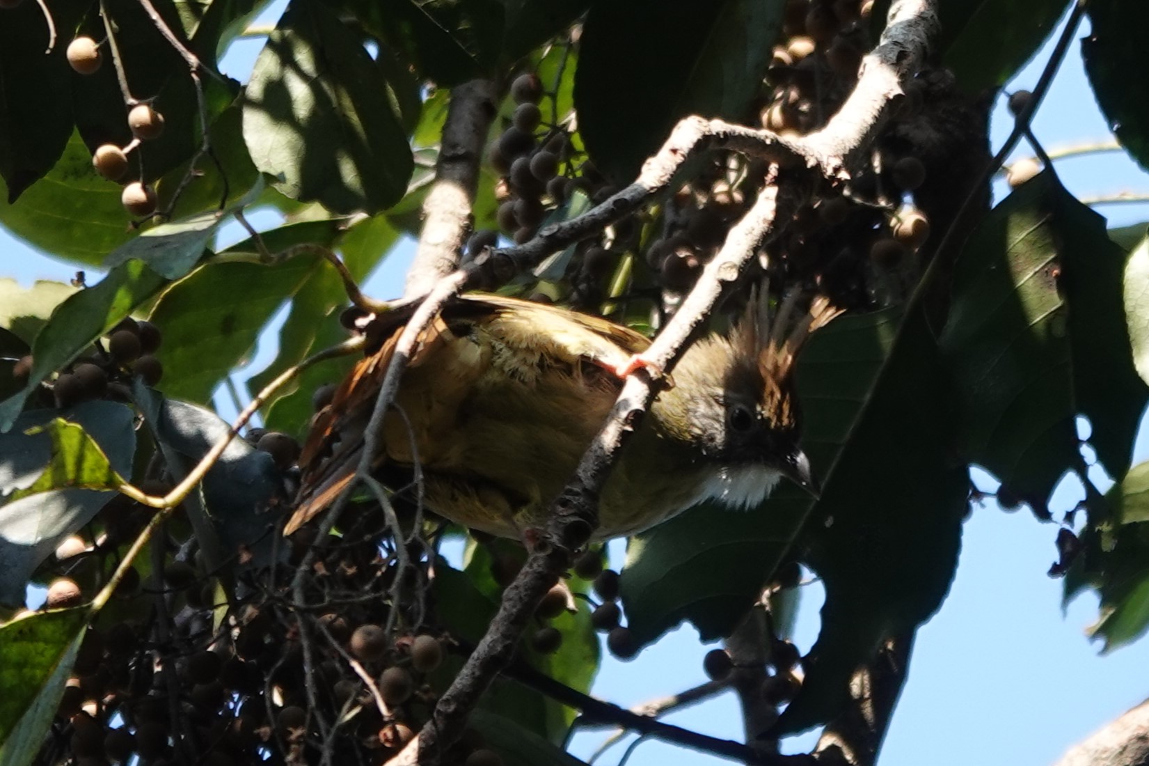 Puff-throated Bulbul