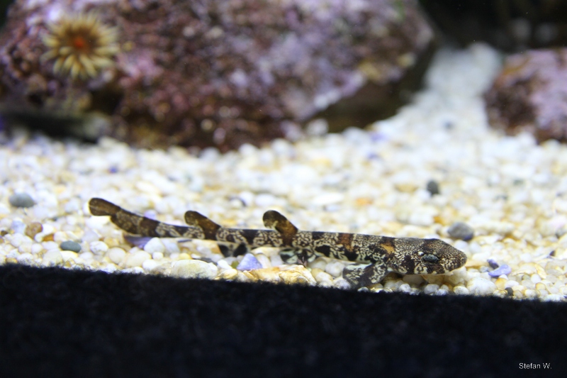 Puffadder shyshark (Haploblepharus edwardsii), juv.