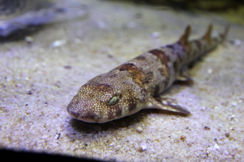 Puffadder shyshark (Haploblepharus edwardsii)