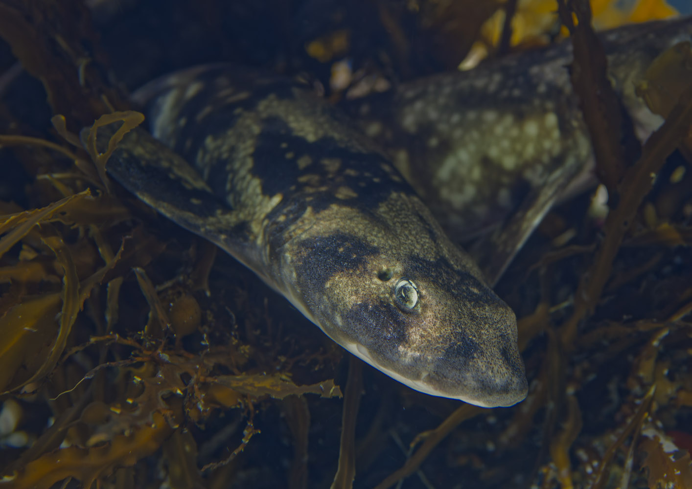 Puffadder shyshark