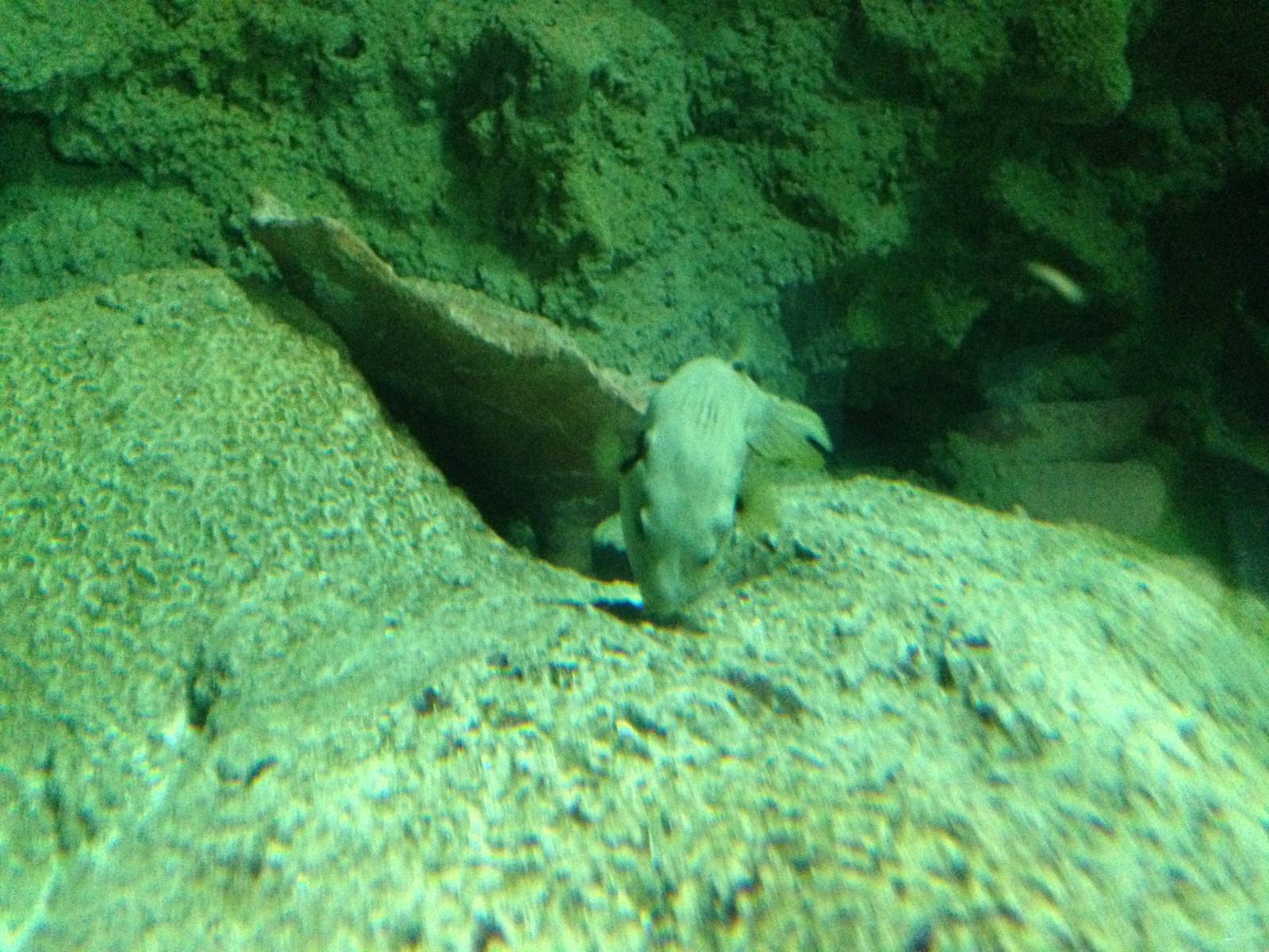 Puffer at Blue Planet Aquarium - 05/10/2013