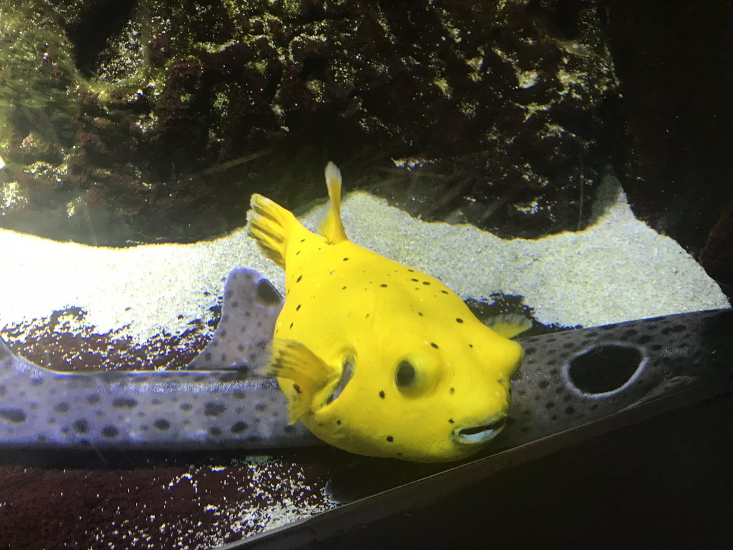 Puffer fish sp. 270118