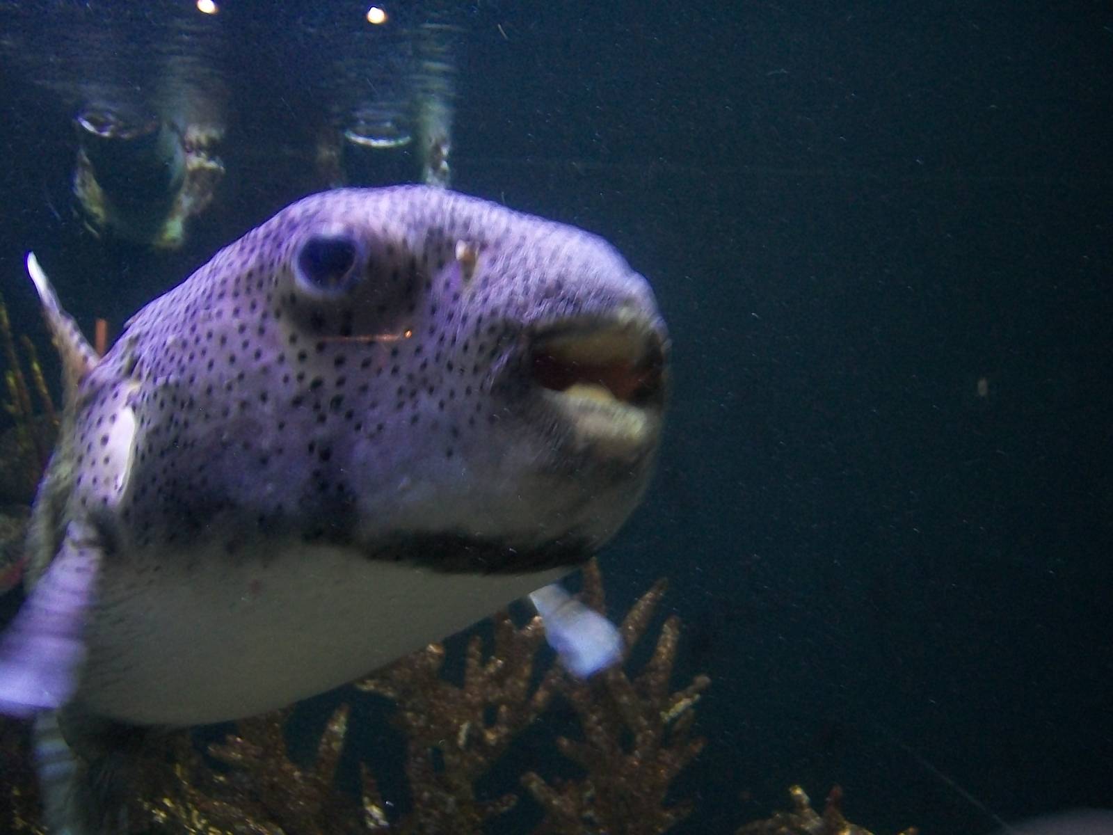 Puffer Fish