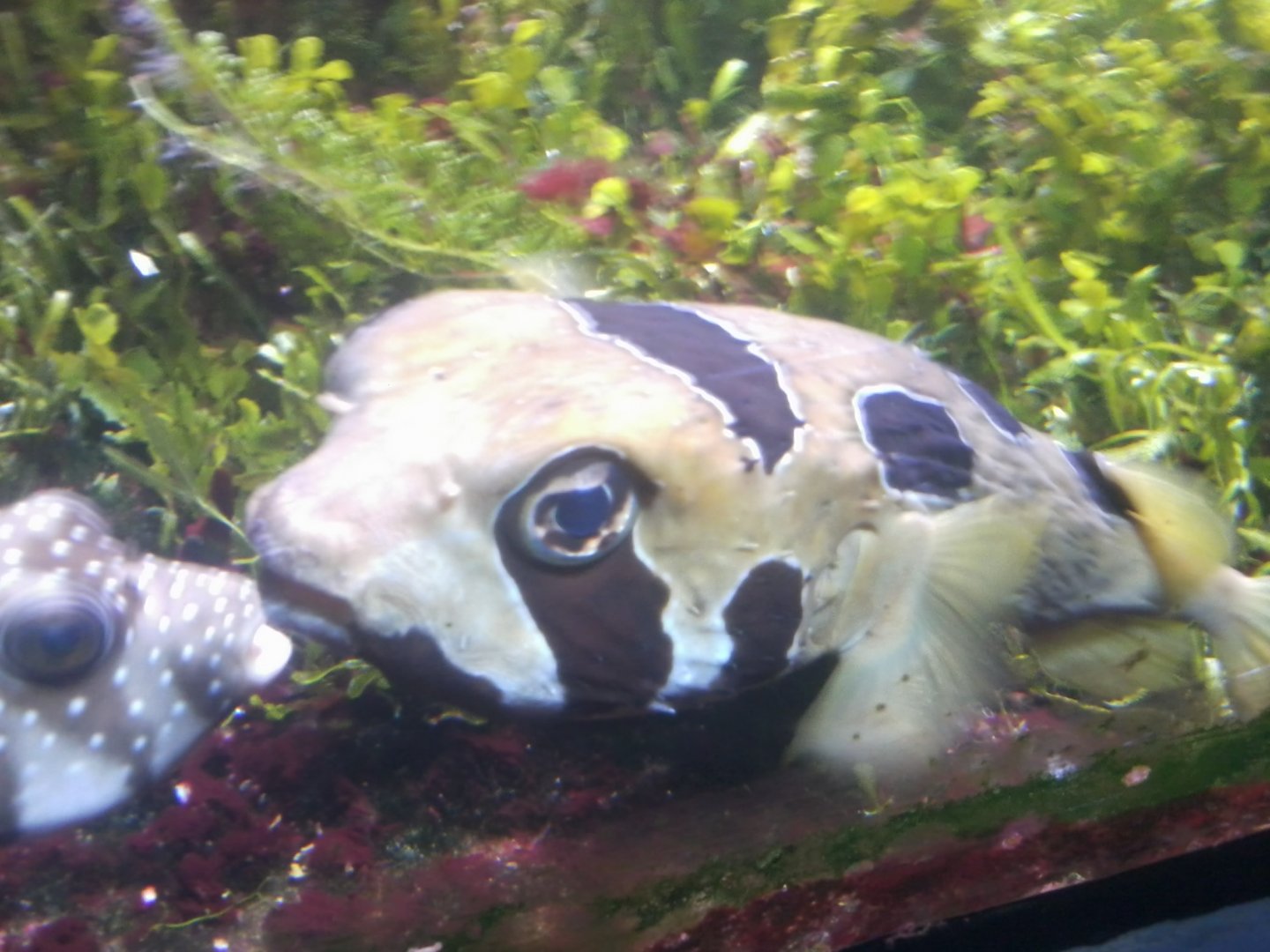 Puffer Fish