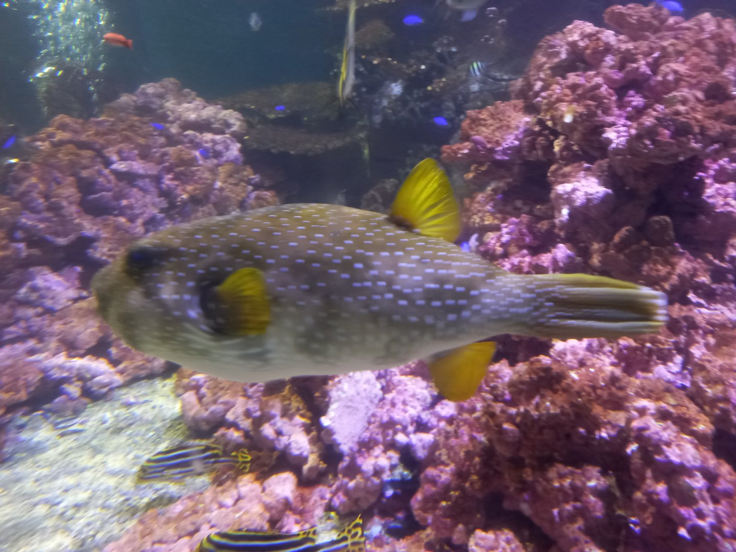 Puffer for ID - Blue Planet Aquarium, UK