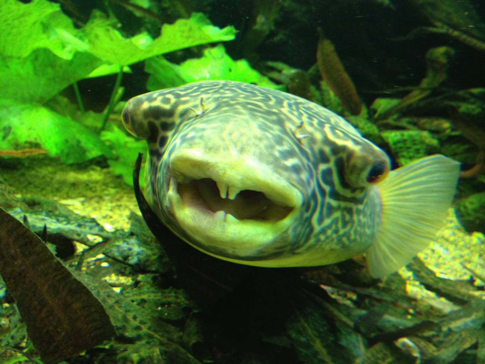 Puffer friend