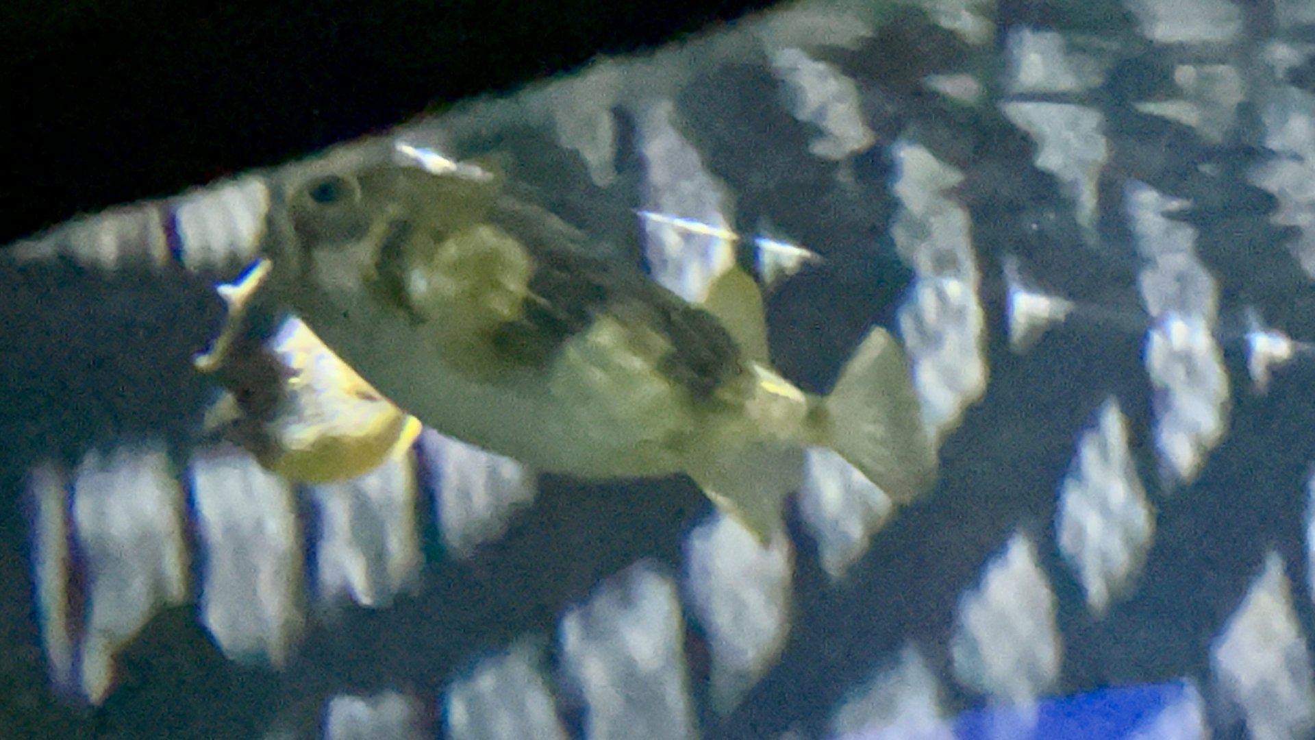 Puffer ID?