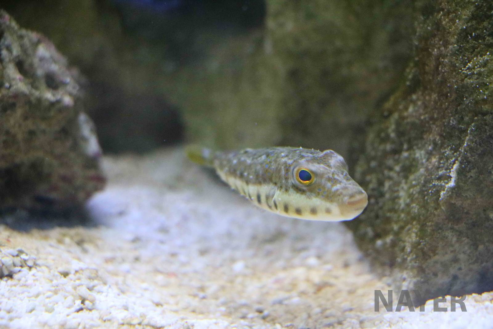 Puffer sp., April 2016