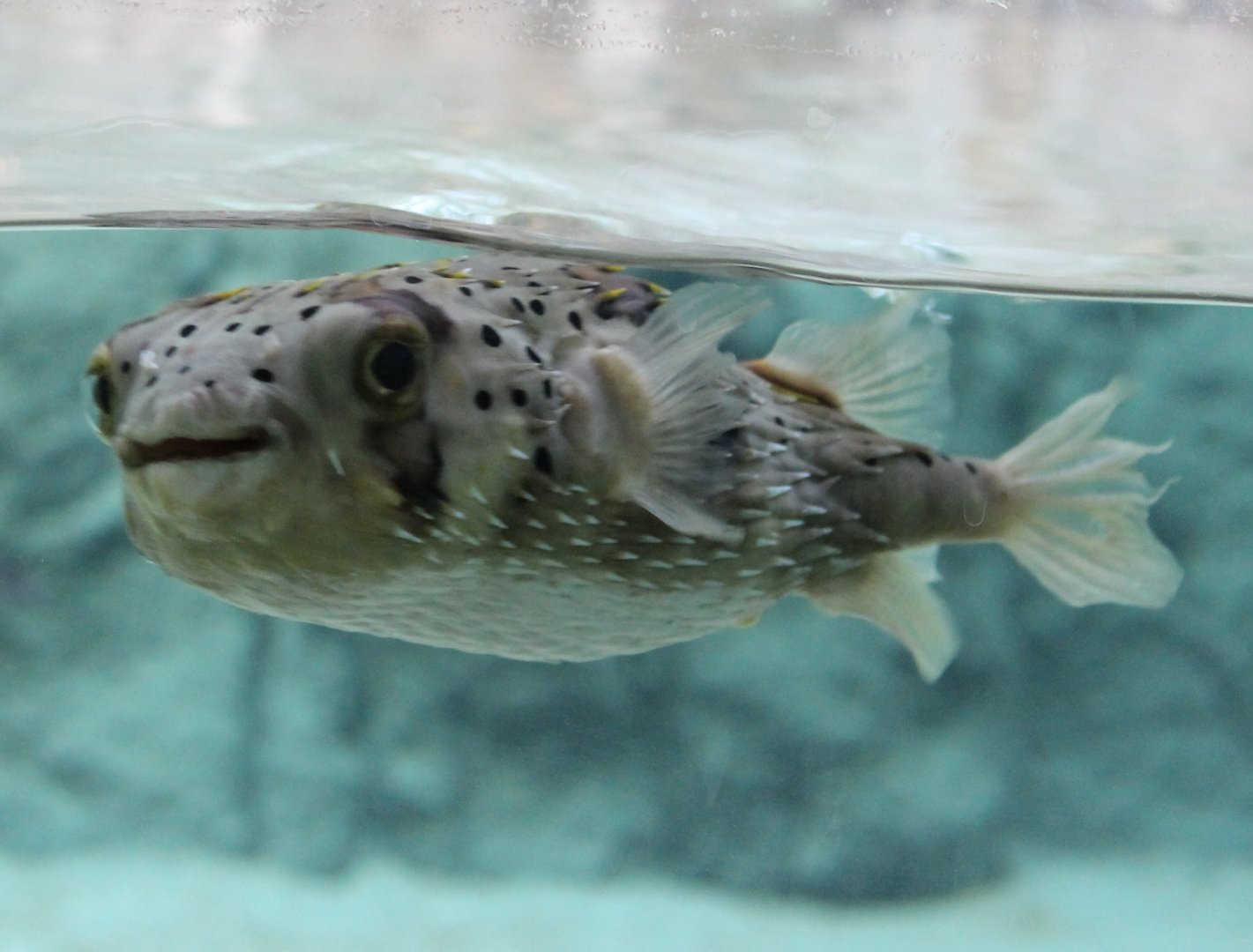 Puffer