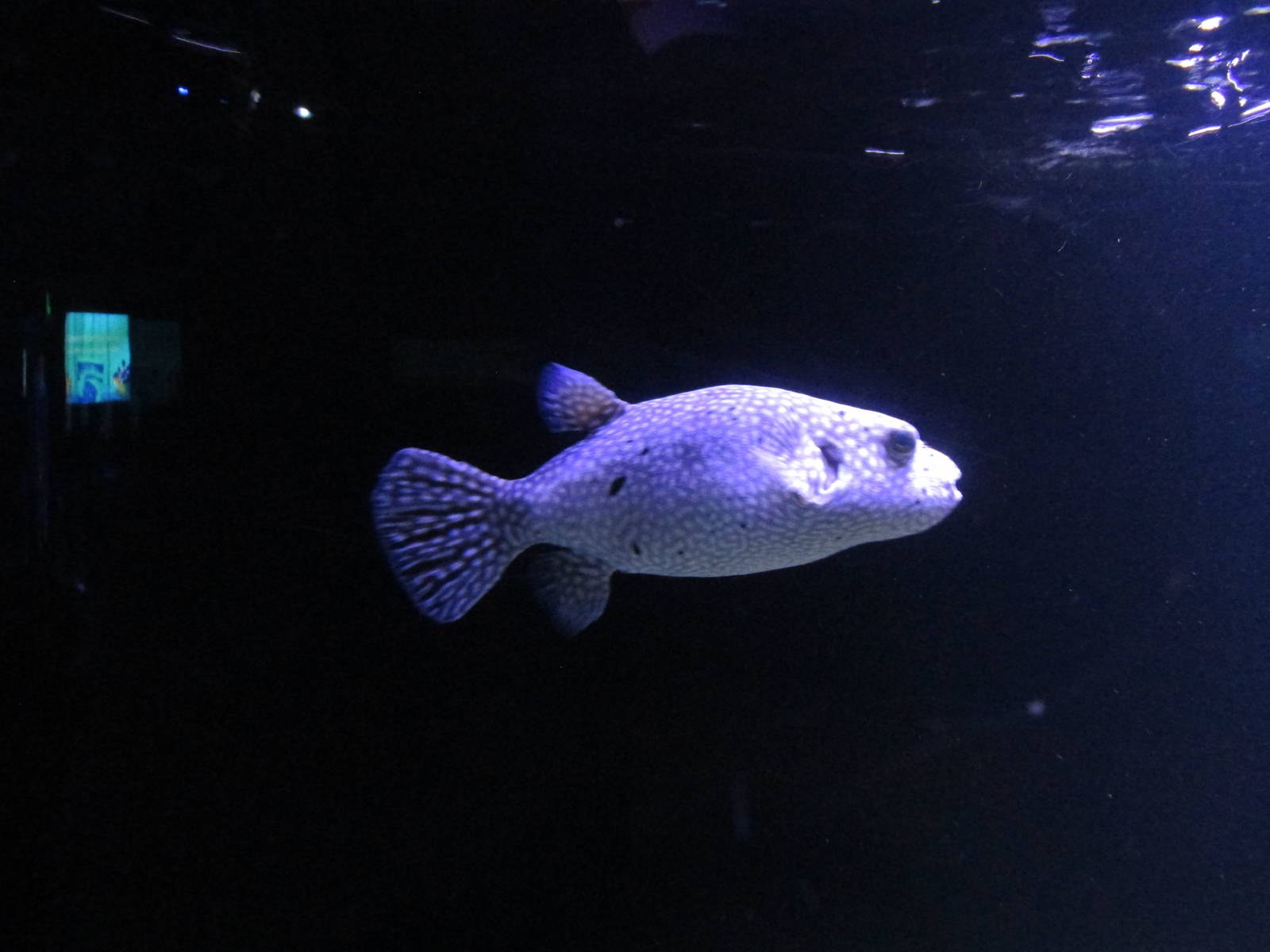 pufferfish acuario inbursa