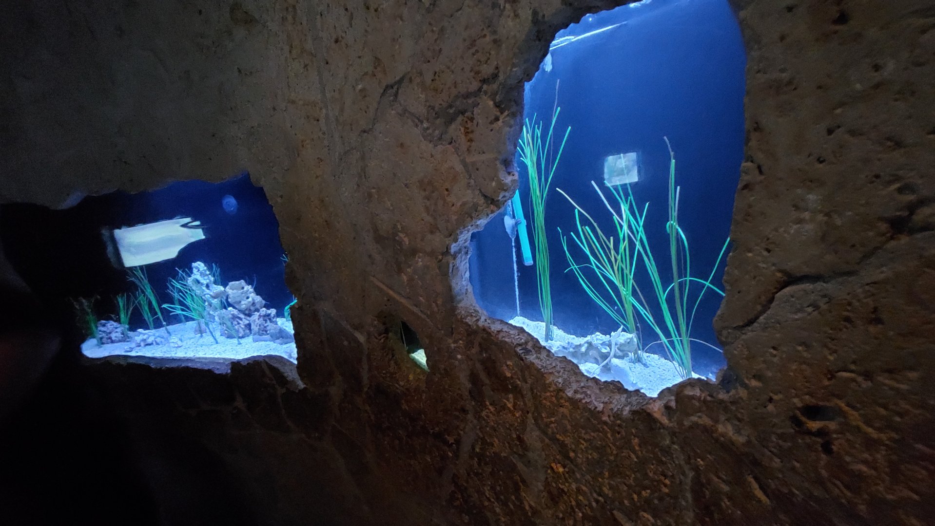 Pufferfish and Pipefish exhibits