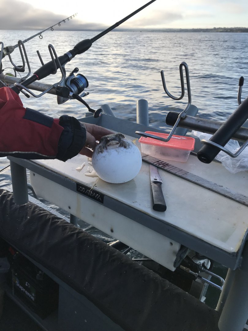 Pufferfish (forgot the species)