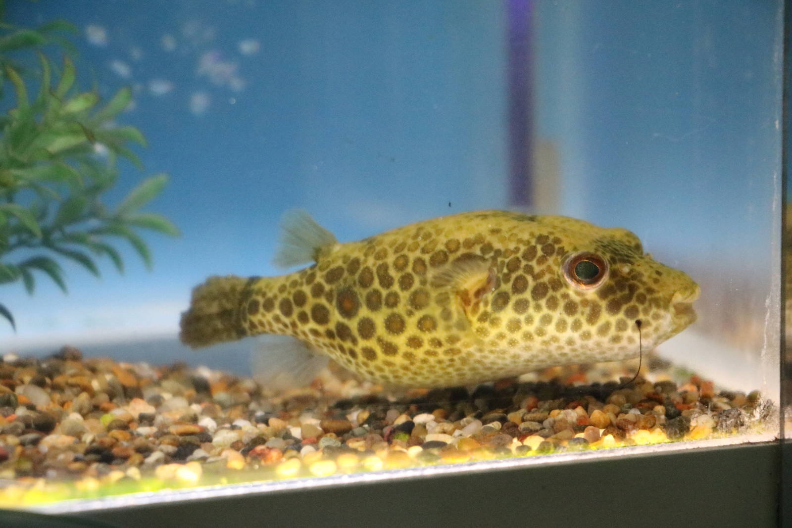 Pufferfish ID - Tokyo Tower Aquarium, February 2016