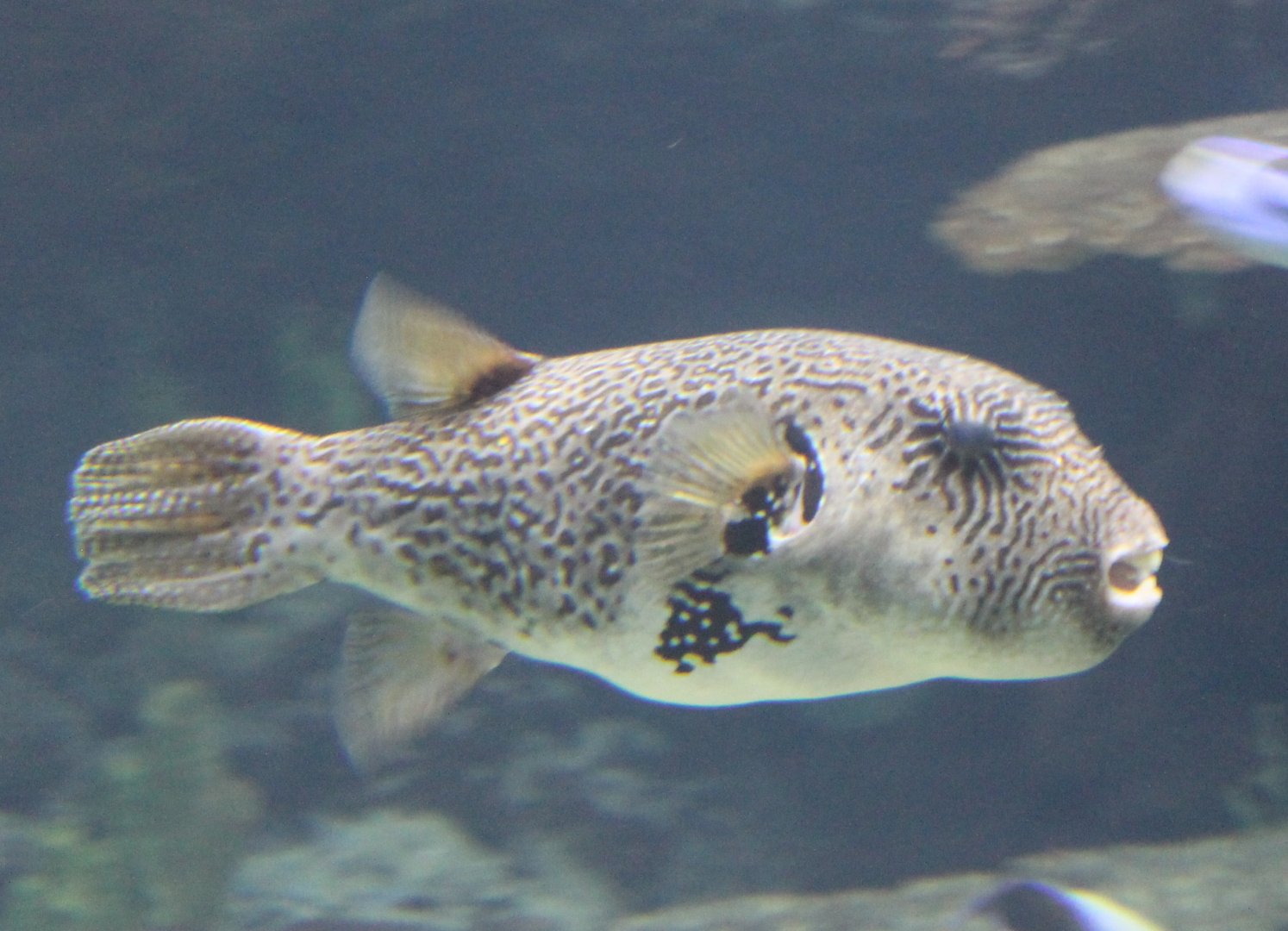 Pufferfish ID