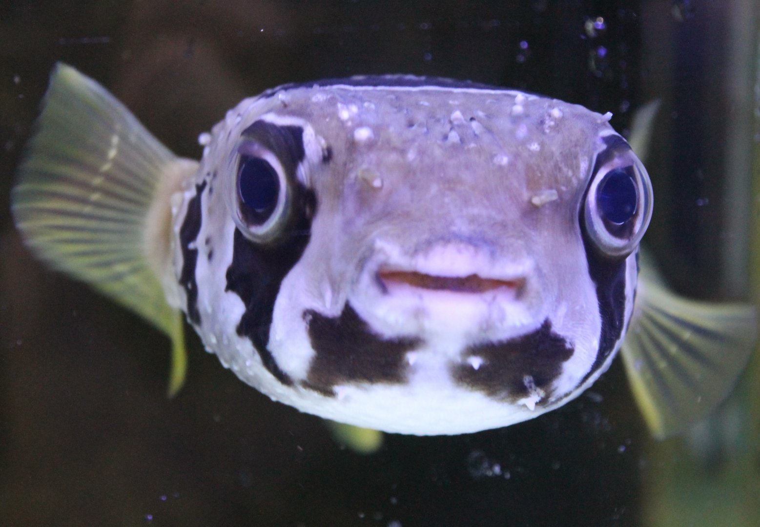 Pufferfish ID