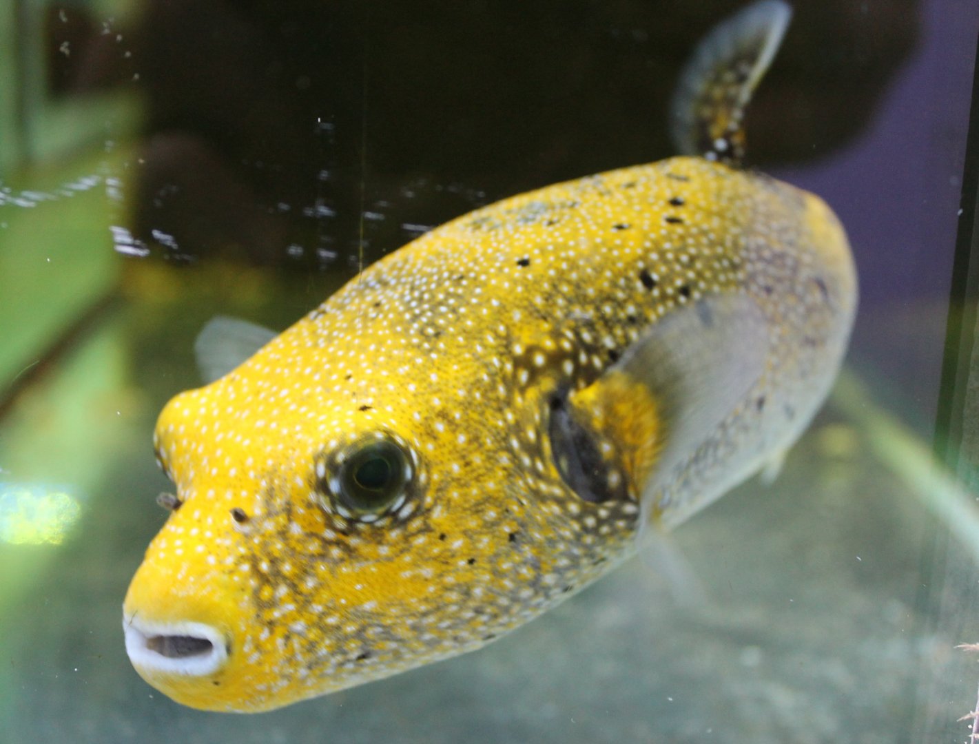 Pufferfish ID