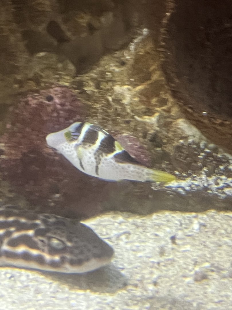 Pufferfish ID