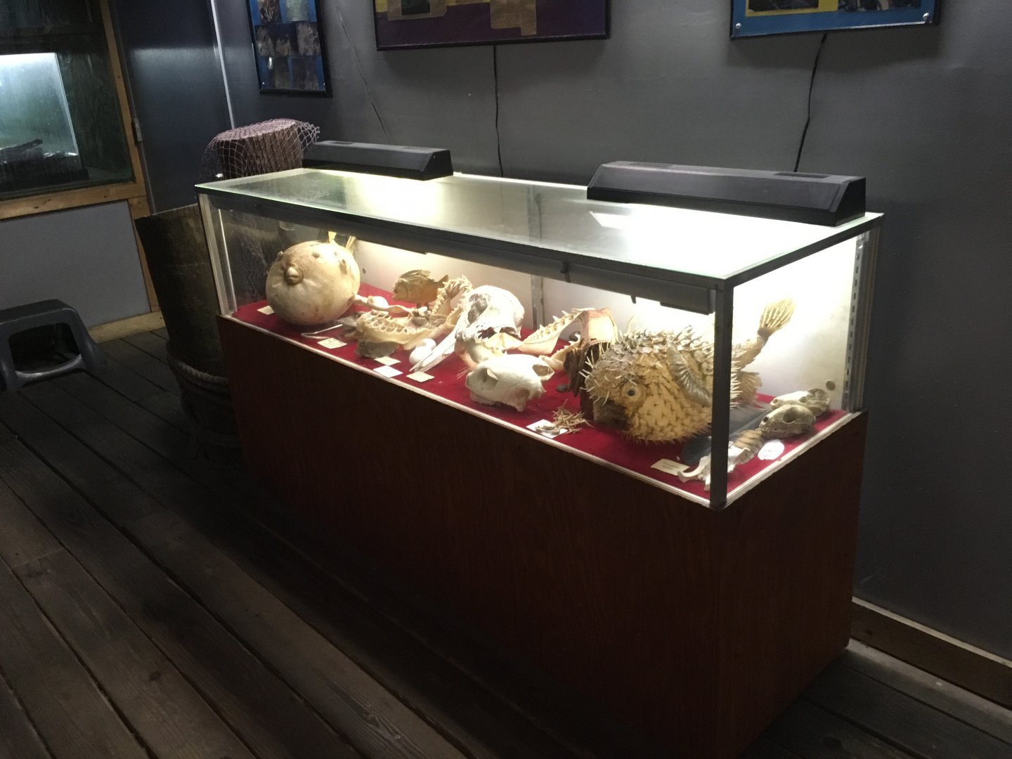 Pufferfish Model Display