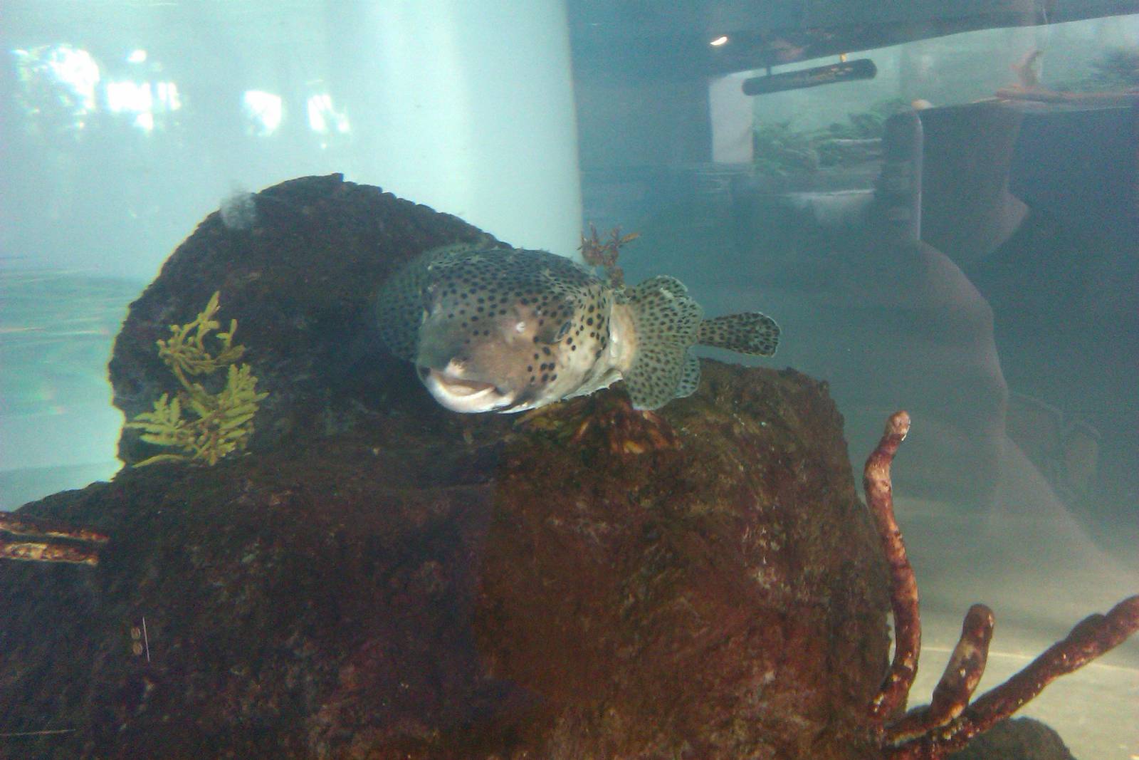 Pufferfish now in the seadragon tank