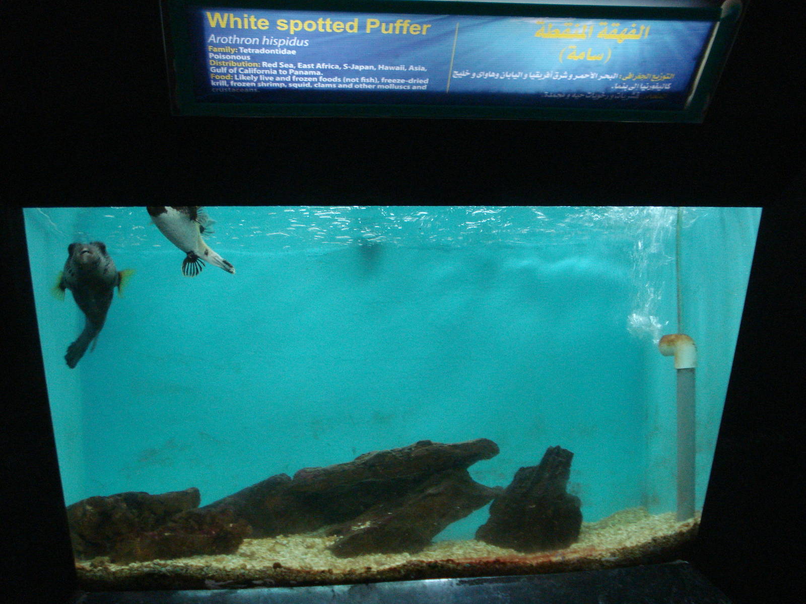 Pufferfish tank