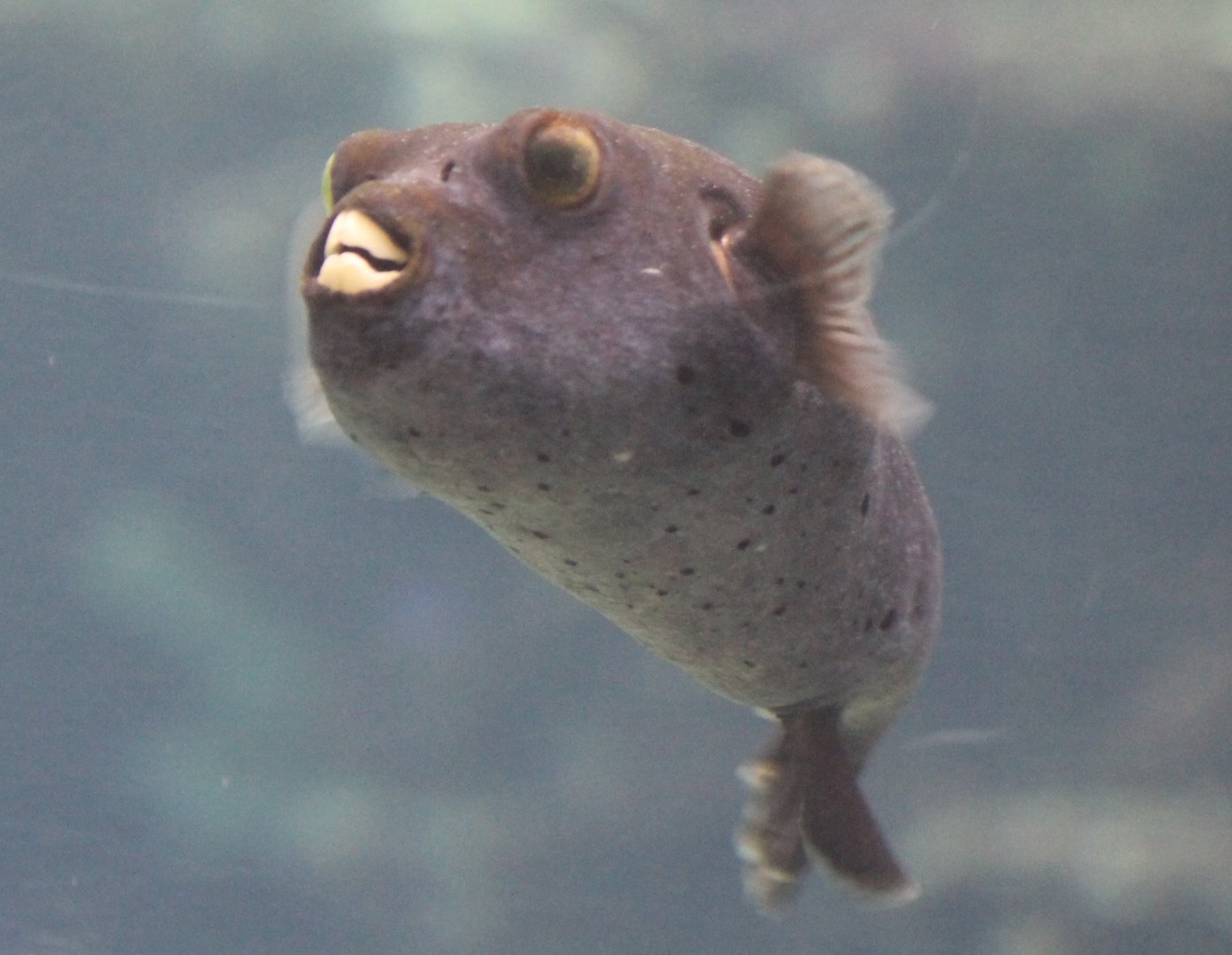 Pufferfish