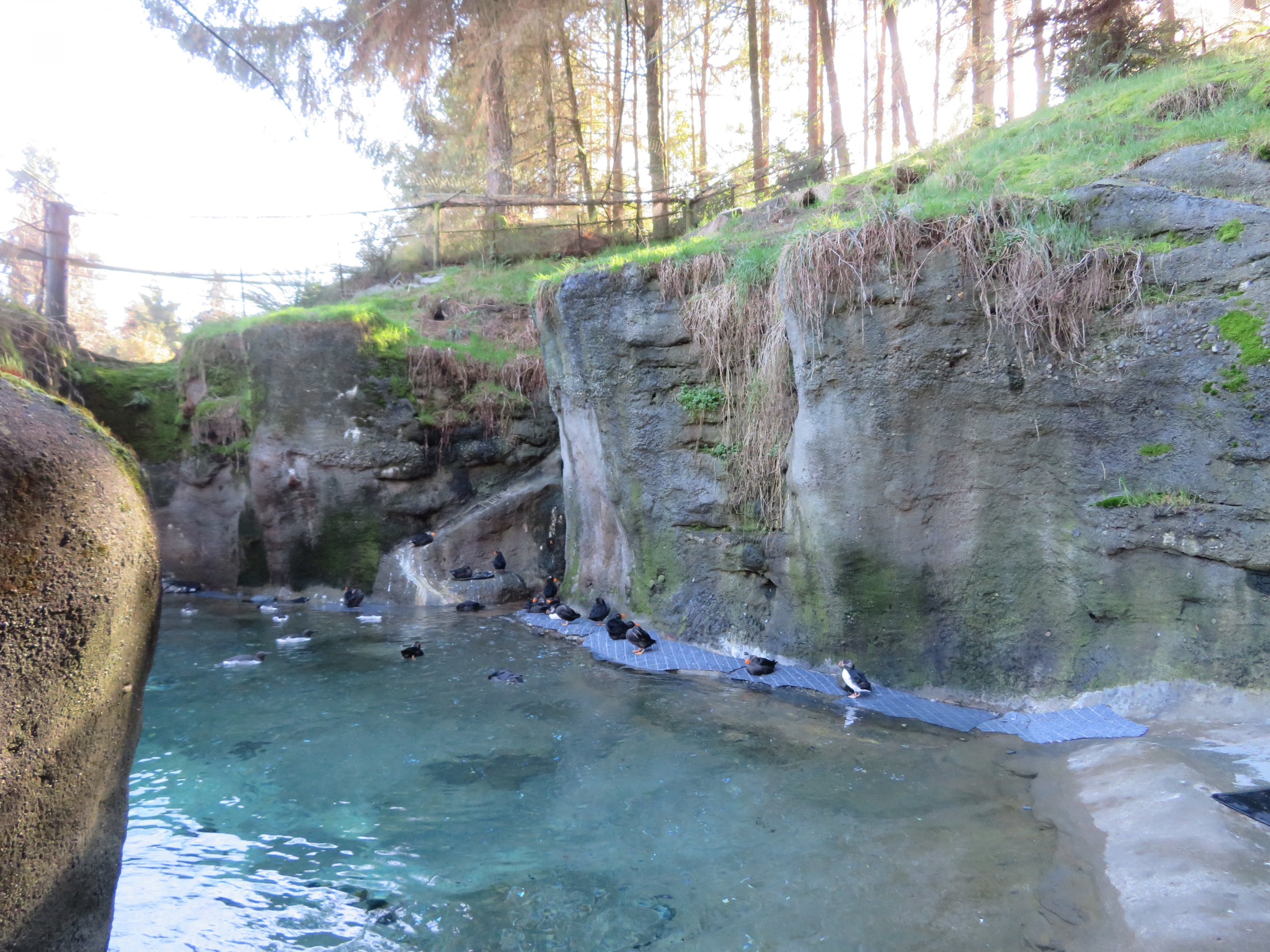 Puffin and Murre Aviary