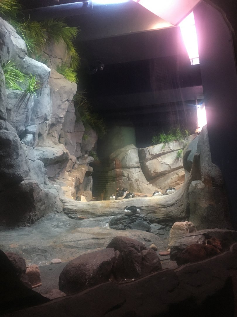 Puffin and murre exhibit