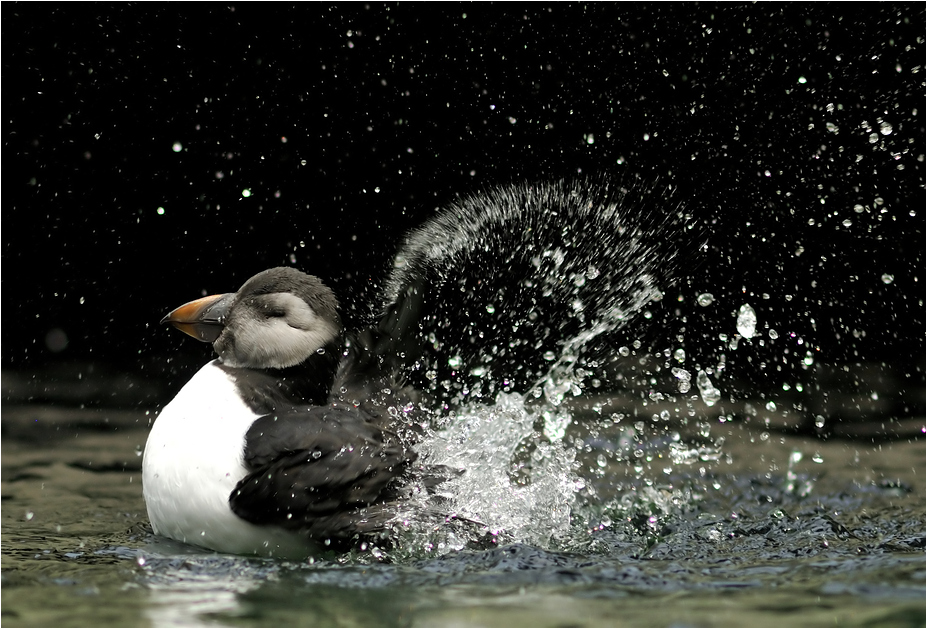 Puffin at Dählhölzli zoo